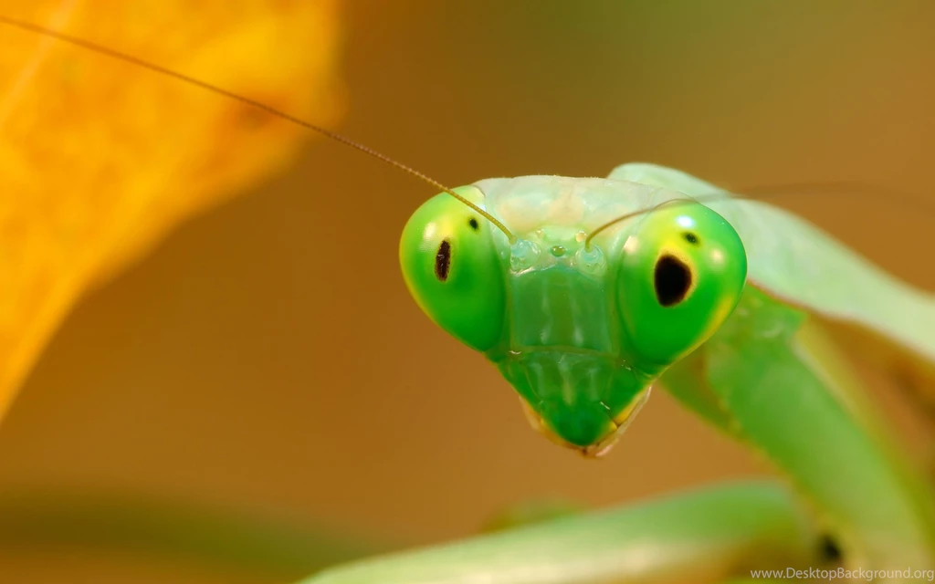 Praying Mantis Catching Prey   Wallpapers