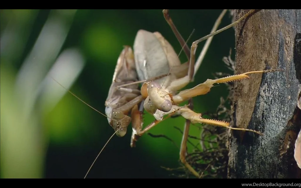 Praying Mantis Wallpapers Collection   Praying Mantises Wallpapers ...