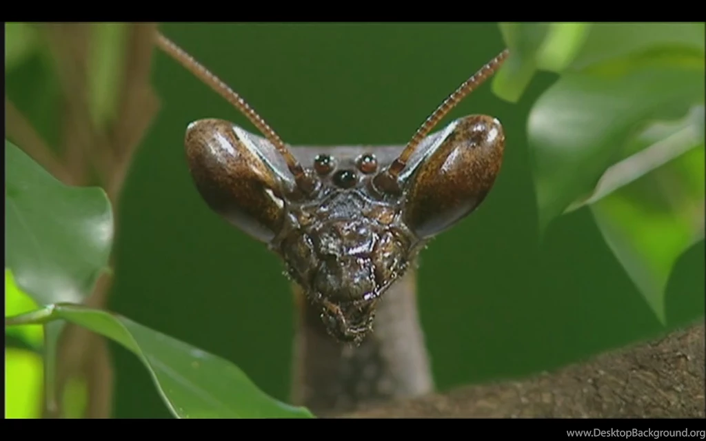 Mantids In Rainforest   Praying Mantises Wallpapers (31645650)   Fanpop
