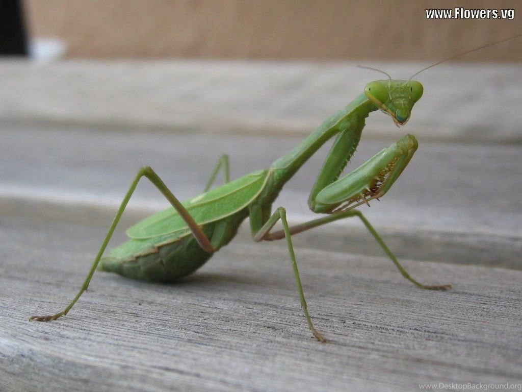Wallpapers Sea: Praying Mantis