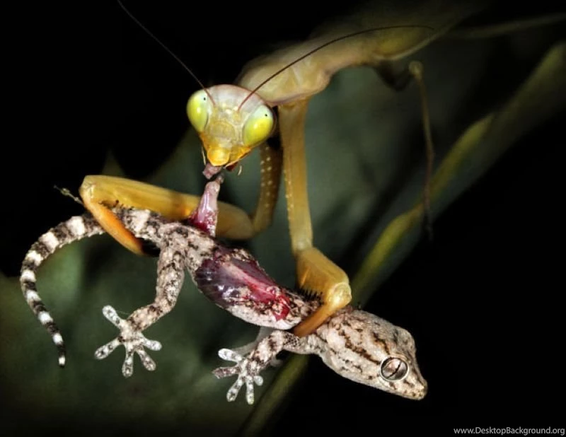 Giant Mantis   Wallpaper.