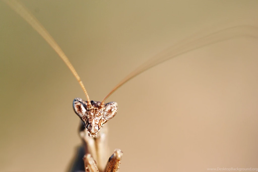 Praying Mantis Computer Wallpapers, Desktop Backgrounds ...
