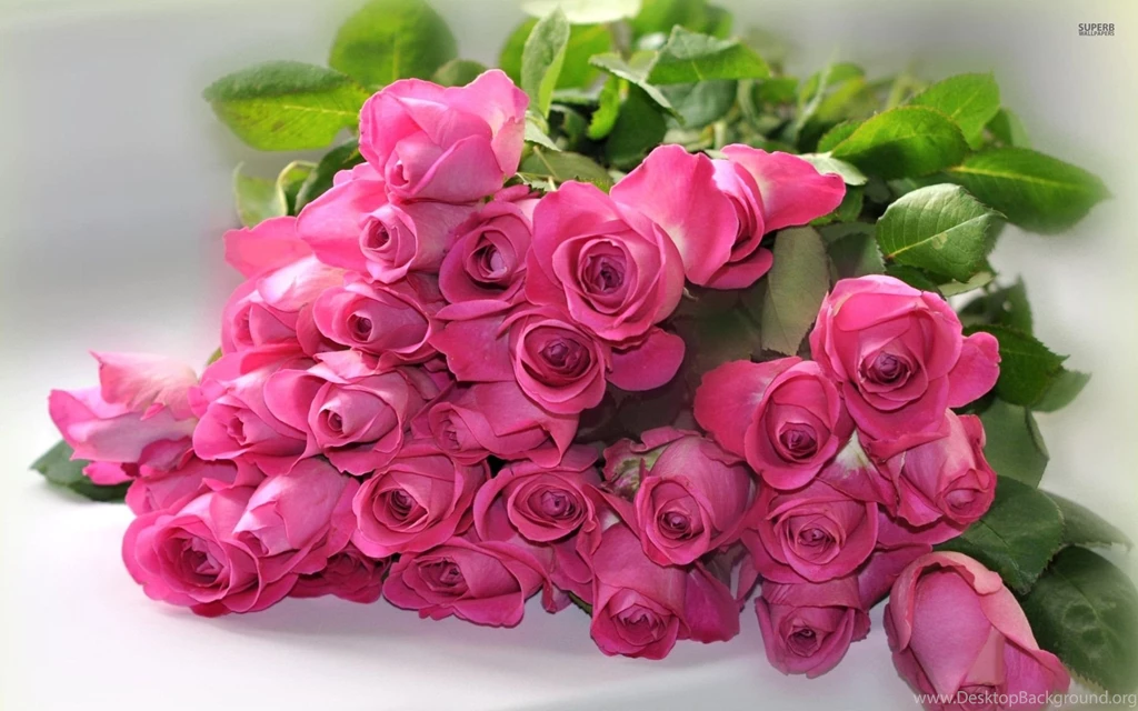 Superb Pink Rose Wallpapers HD Images New