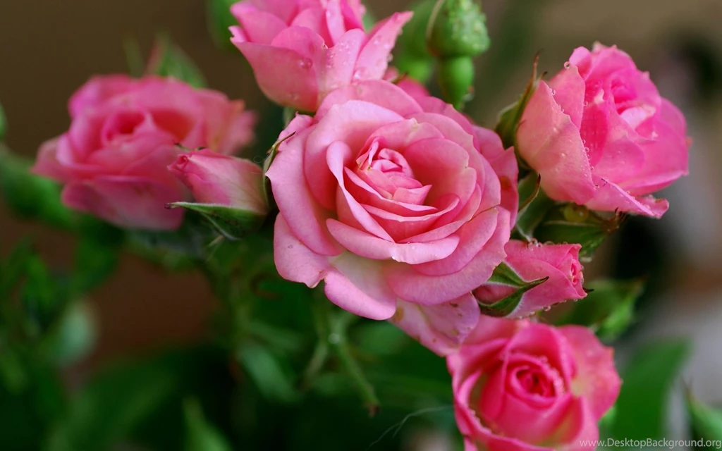 FreePhotoz Daily Wallpapers & Backgrounds   Pink Rose Flower