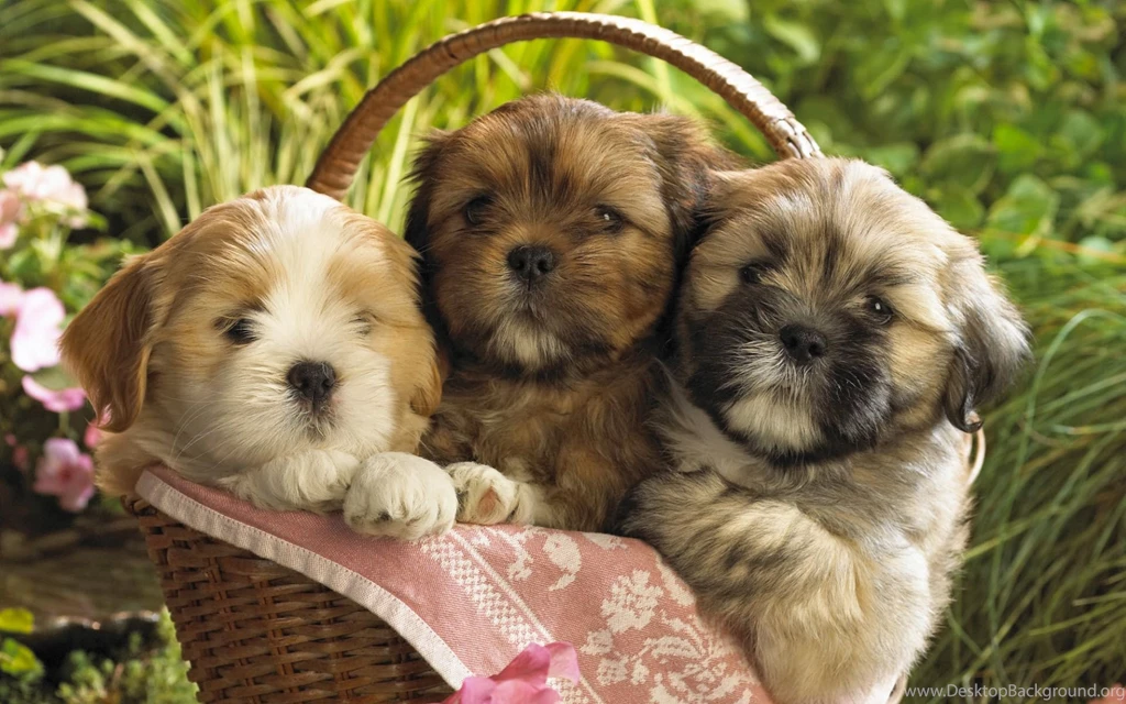 Free Scenery Wallpapers – Includes Three Cute Puppies, Which One Do ...