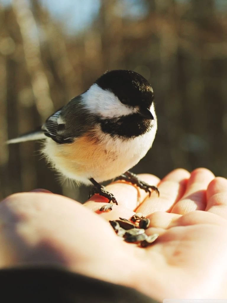 Wild Bird HD Desktop Wallpapers : Widescreen : High Definition ...