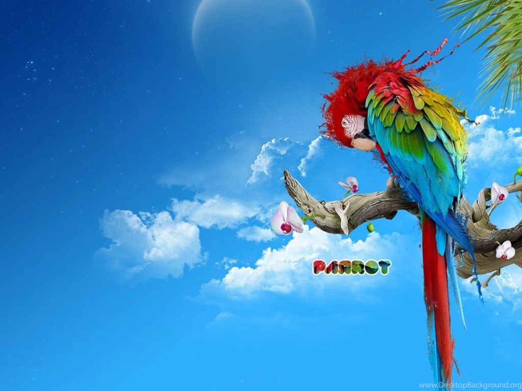 Colorful parrot creative backgrounds wallpaper image.jpg