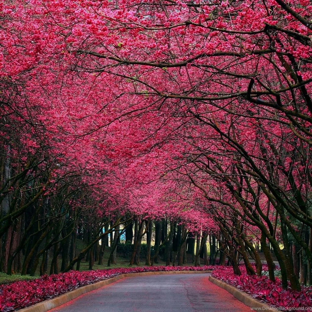 1024x1024 Mobile Phone Wallpapers Download   20   1024x1024 ...