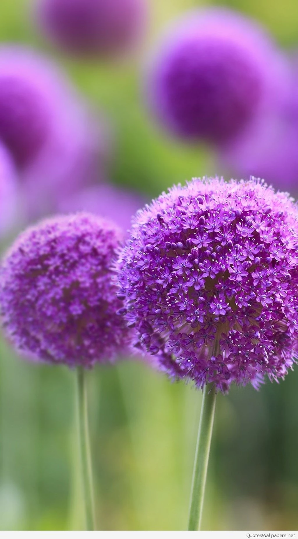 Best Nokia Mobile Wallpapers, Backgrounds And Photos Hd