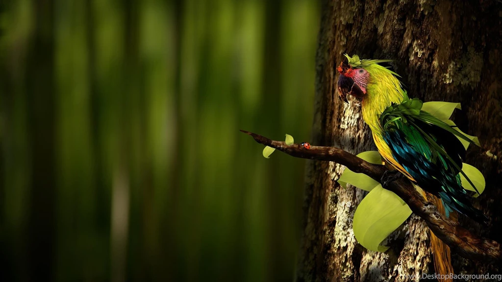 A Very Cute Parrot >> HD Wallpaper, Get It Now!