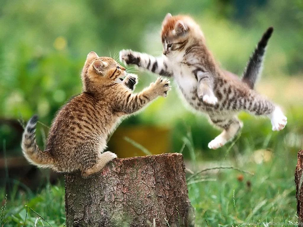 Funny Animals 569 Desktop Backgrounds Funnypicture.org