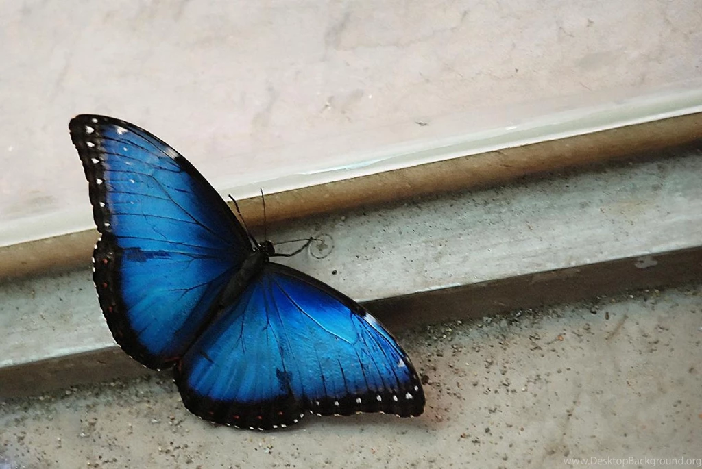 WebOS Ports Contest Picks New Default Wallpapers