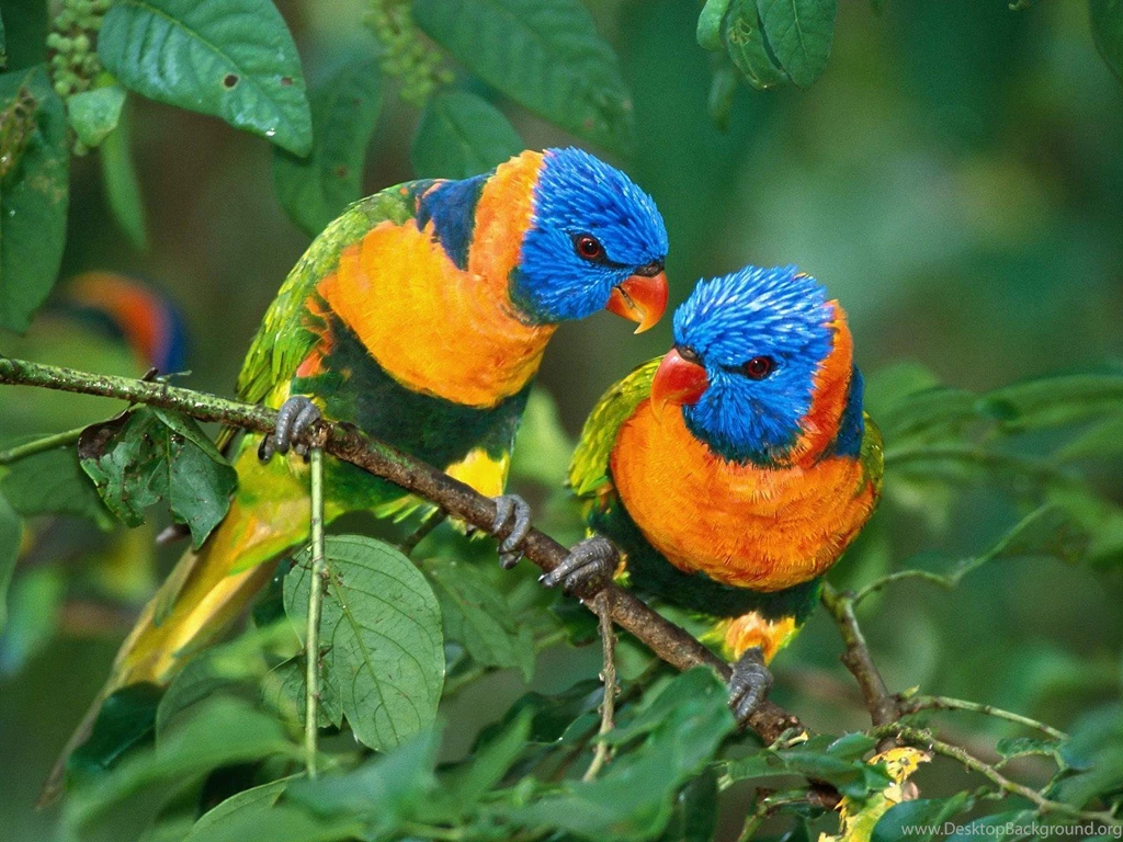 28 Colorful Birds Desktop Wallpapers Which Is Very Nice And These ...