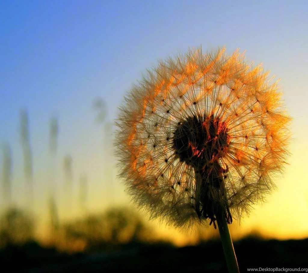 Samsung Galaxy S III L710 Free Mobile Wallpapers Screensavers ...
