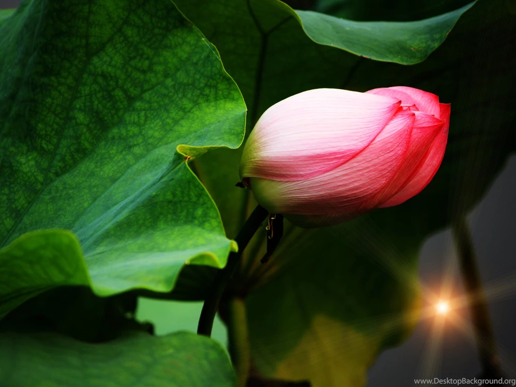 Computer Wallpapers: Wallpapers For Phones That Move