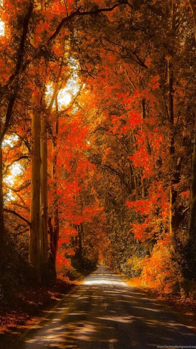 Red Maple Forest Autumn Wallpapers Free iPhone Wallpapers