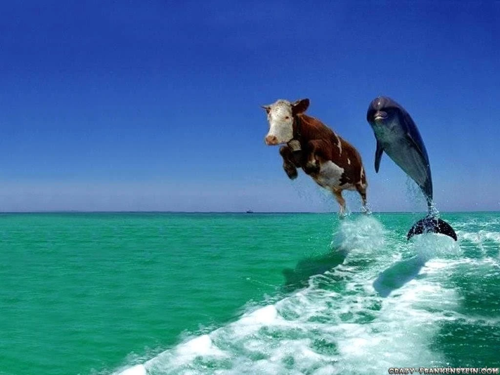 Funny Animals Wallpapers 21 Backgrounds Wallpapers Funnypicture.org
