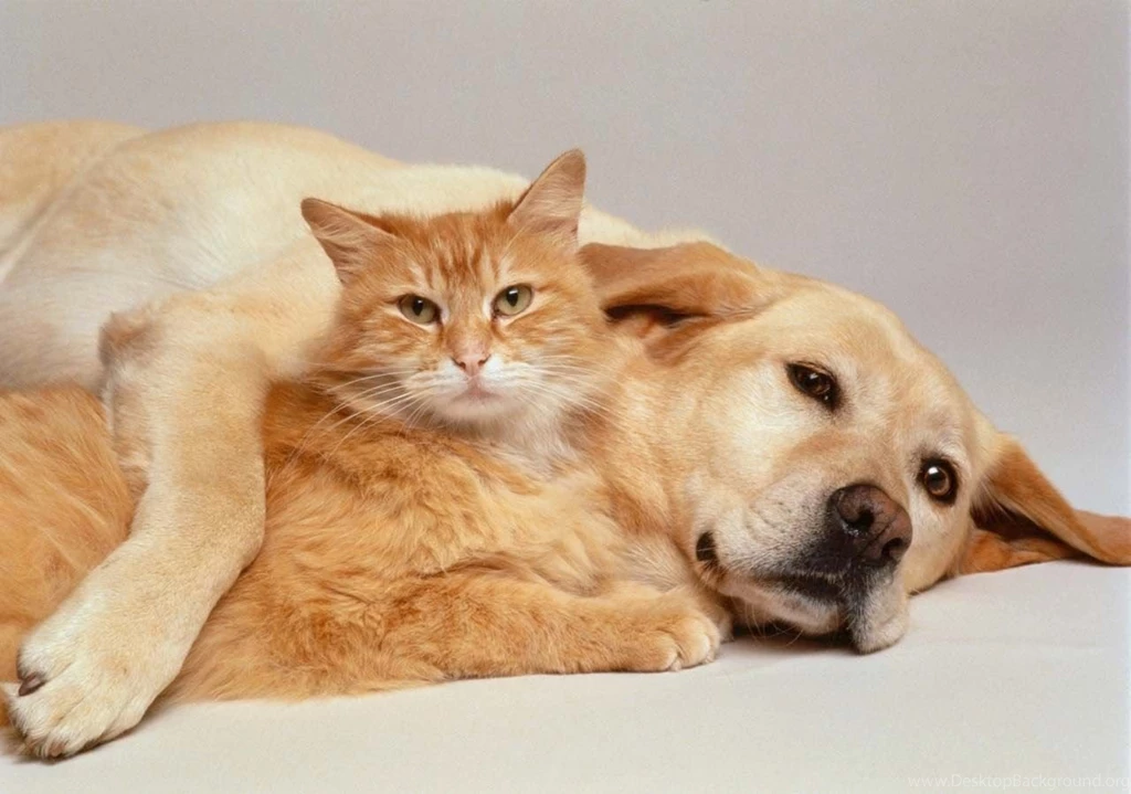 Cats and dogs in love wallpaper.jpg