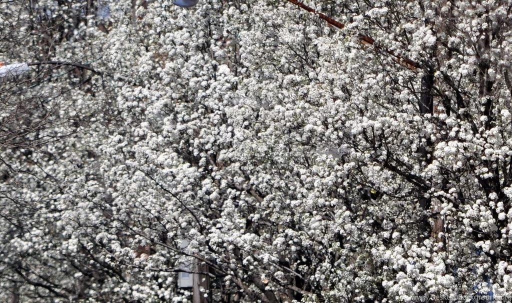 Jackson Pollock As Seen In Nature By Divvvy On DeviantArt