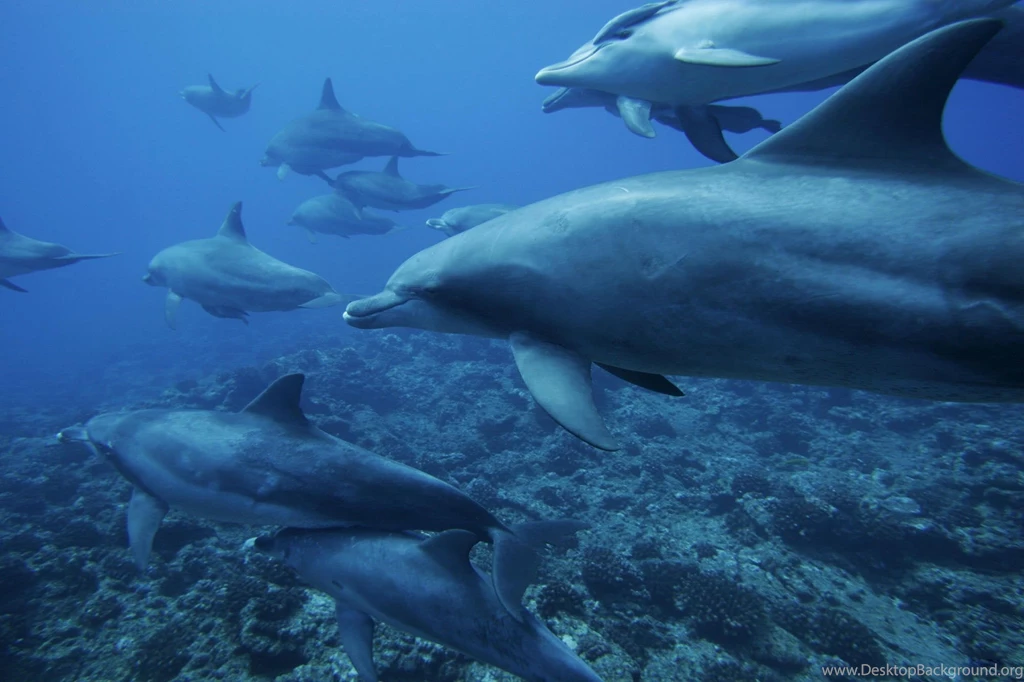 Desktop Wallpapers · Gallery · Animals · Dolphins Underwater ...