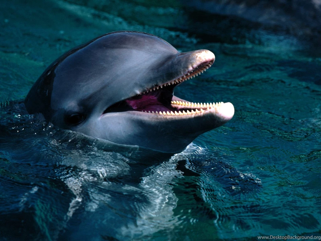 Bottlenose Dolphins HD Wallpapers