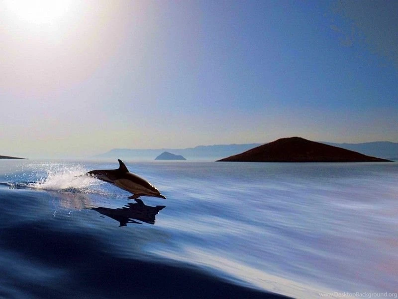 Dolphins: Dolphin Cool Picture Desktop Backgrounds For HD 16:9 ...