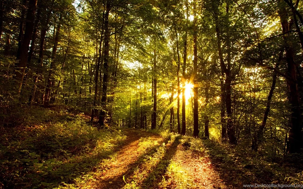 Forest Wallpapers By SvenMueller On DeviantArt