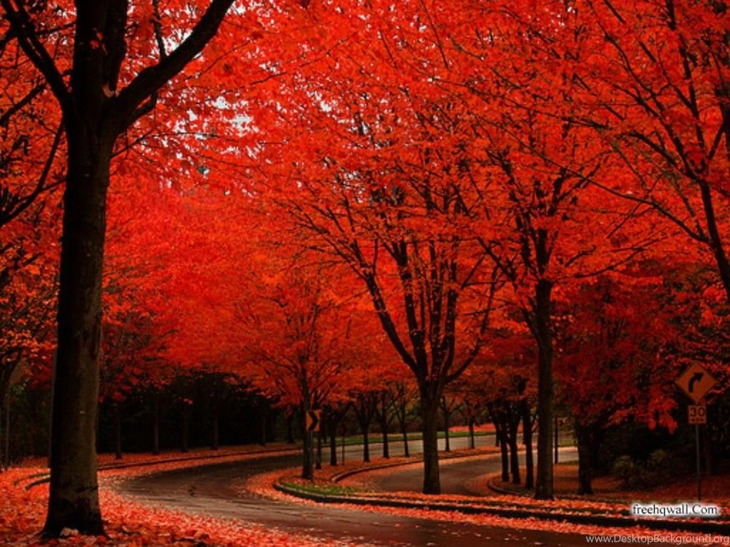 Wallpapers Collection Of Nature New Edition 1024x768