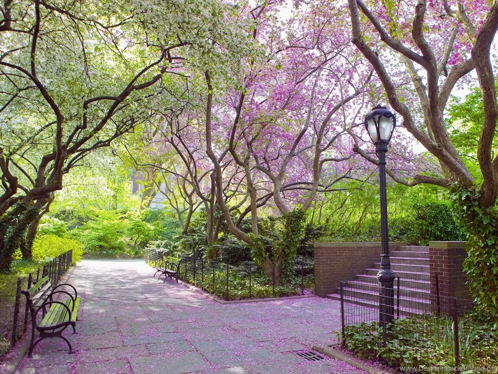 Wallpapers Parks Central Park, New York Nature Image