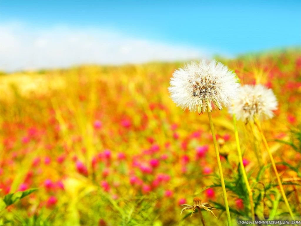 Spring Scene Wallpapers   Crazy Frankenstein