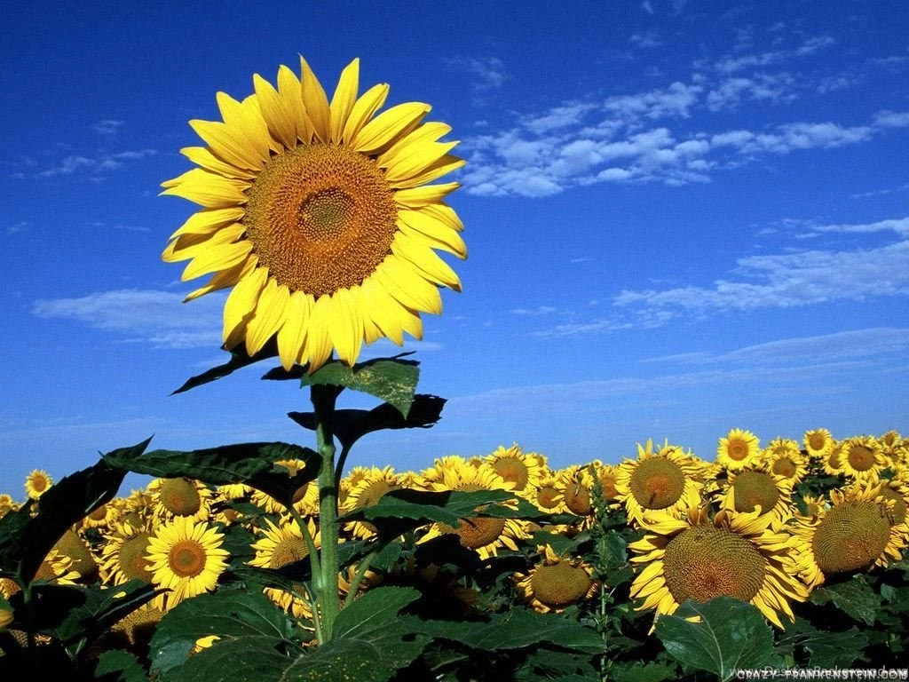 Sunflower Flower Wallpapers Crazy Frankenstein
