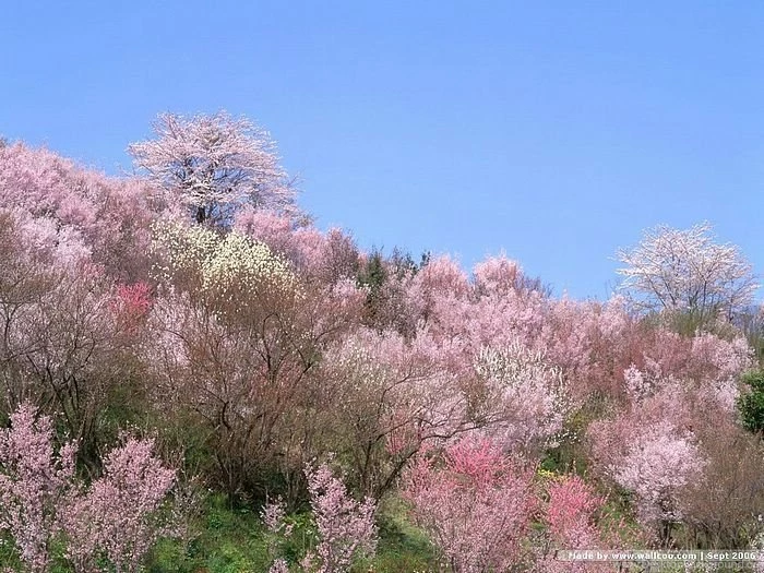 Spring Scene Wallpapers Spring Trees & Spring Flowers9 Wallcoo.net