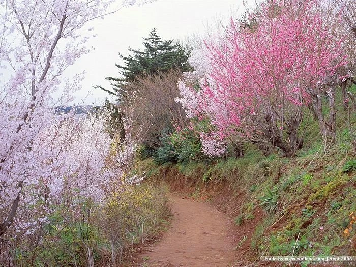 Spring Scene Wallpapers Spring Trees & Spring Flowers12 Wallcoo.net