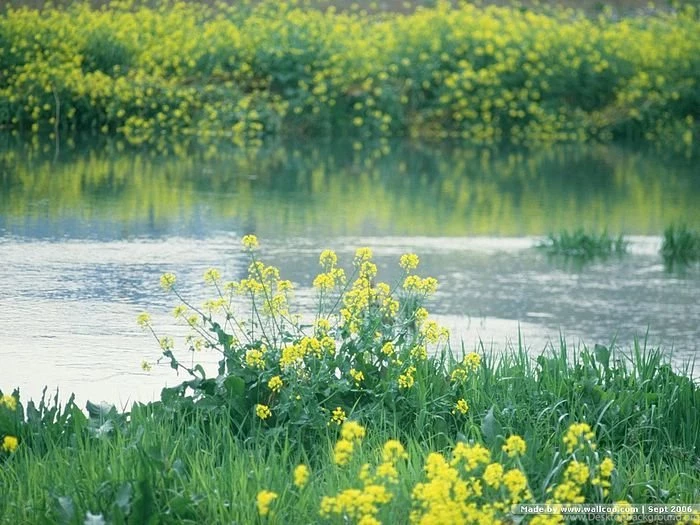 Spring Scene Wallpapers Spring Trees & Spring Flowers4 Wallcoo.net