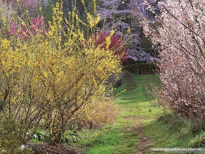 Spring Scene Wallpapers Spring Trees & Spring Flowers10 Wallcoo.net