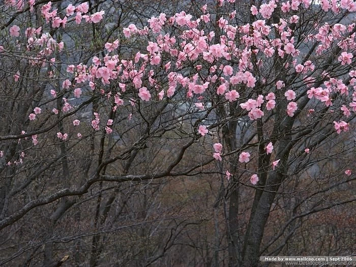 Spring Scene Wallpapers Spring Trees & Spring Flowers21 Wallcoo.net