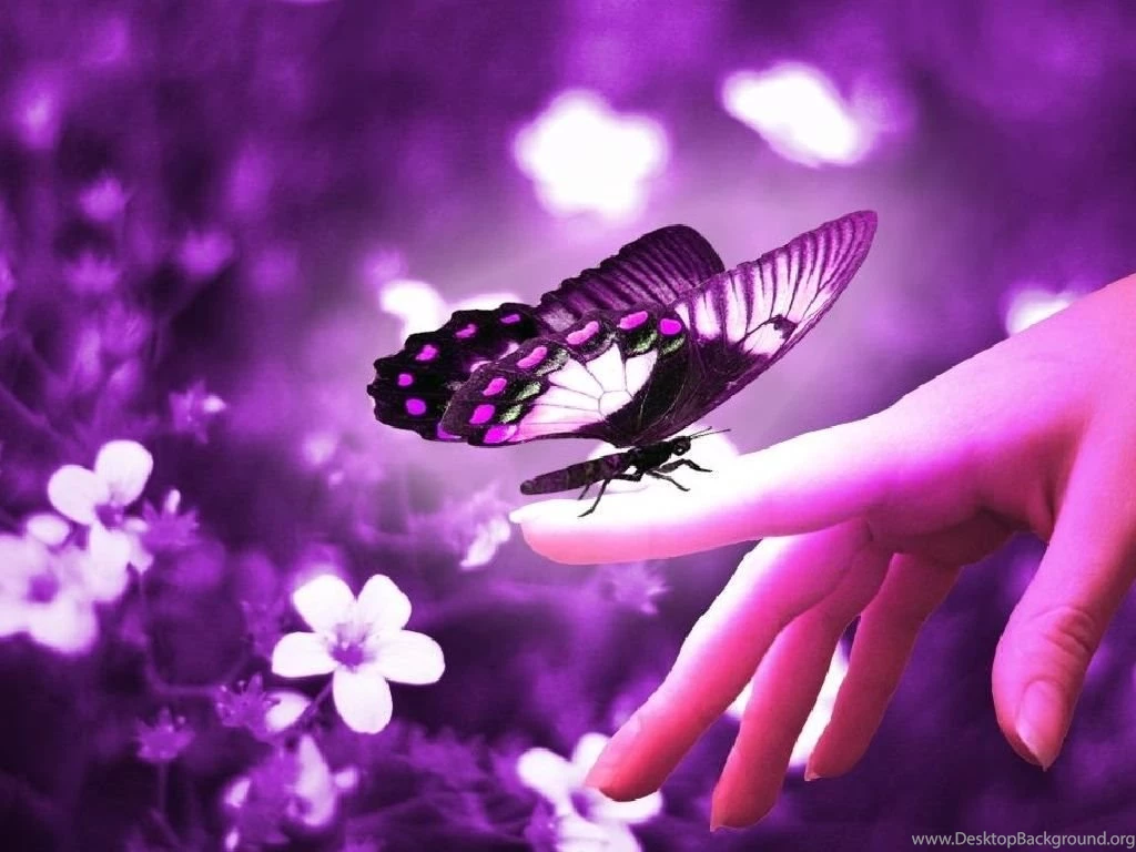 Wallpapers Butterfly