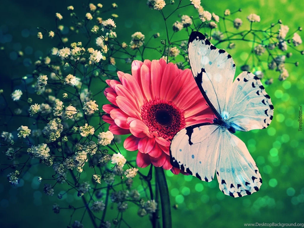 Desktop background butterfly wallpaper.jpg