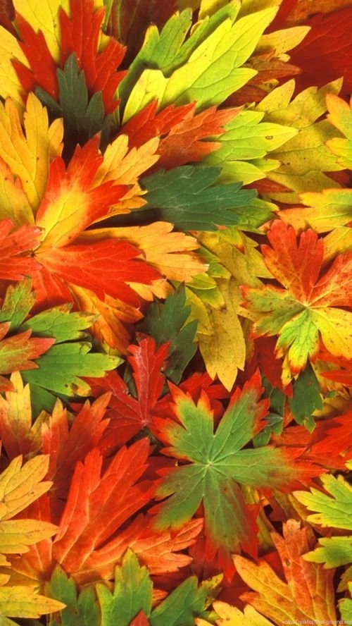 10 Very Cool And Trendy Free iPhone 5 Wallpapers