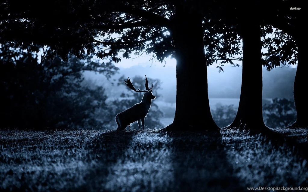 Deer Silhouette In The Moonlight Wallpapers Animal Wallpapers ...