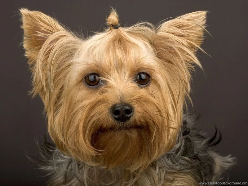 Yorkshire Terrier PC Desktop Wallpapers Wallpapers