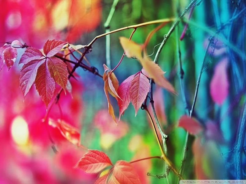 Colorful Leaves HD Desktop Wallpapers : High Definition ...