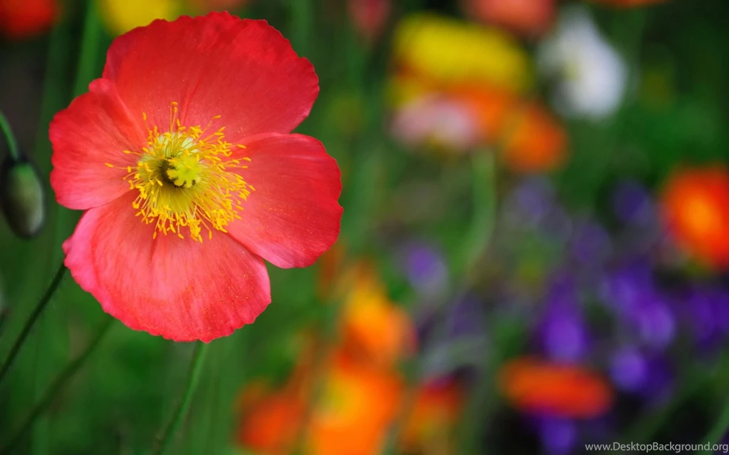 COLOURFUL GARDEN WALLPAPER (