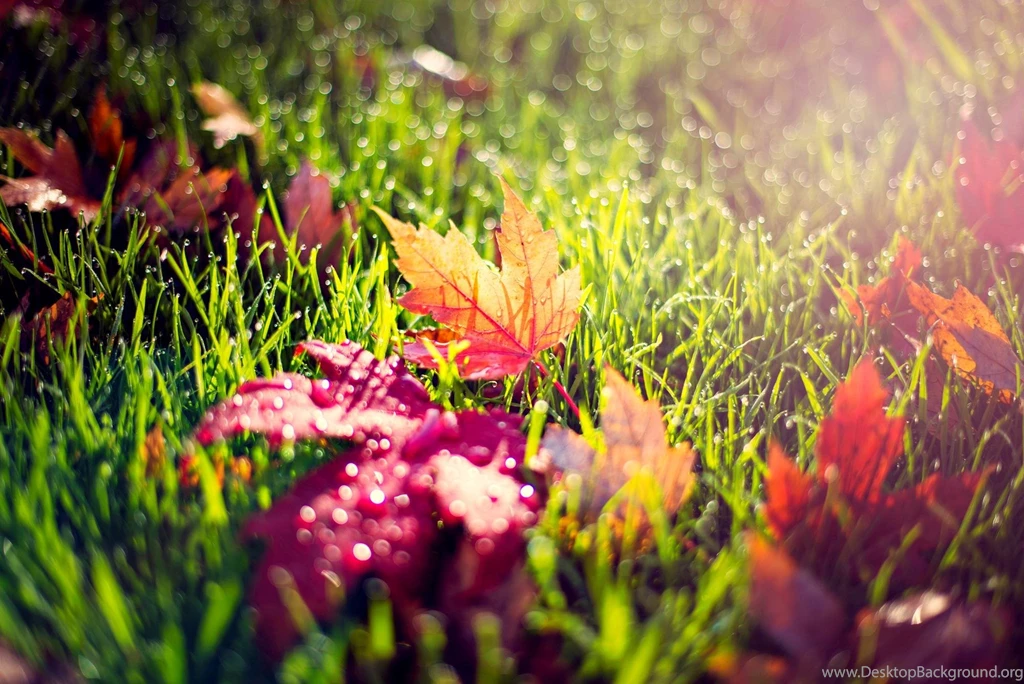 Leaves Images Wallpapers