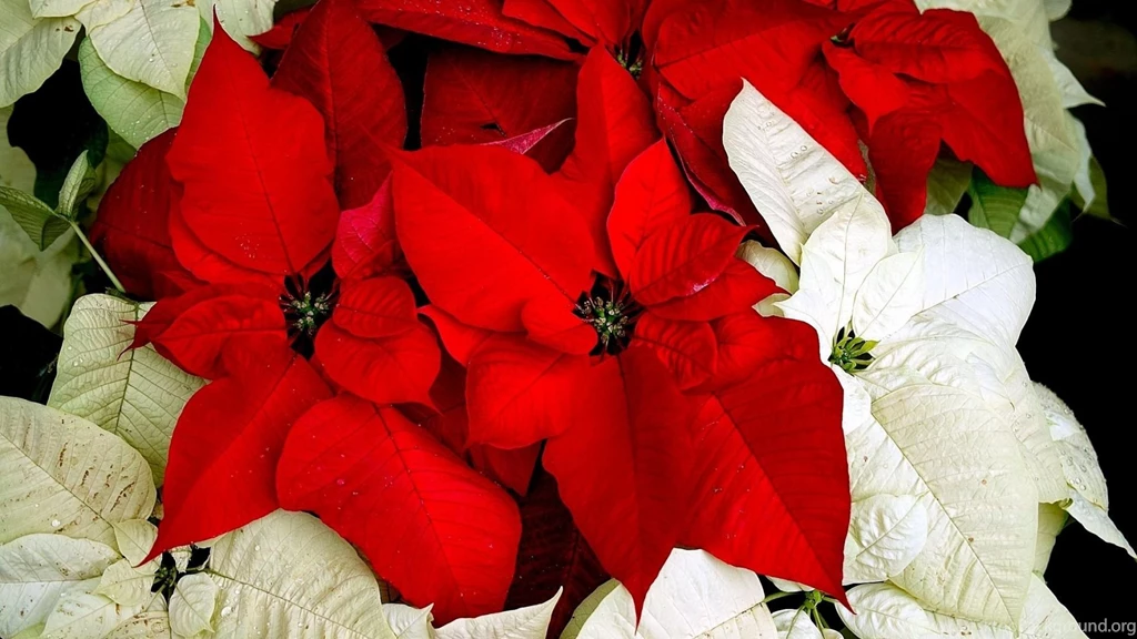 Download Wallpapers 1920x1080 Poinsettia, Flower, Two colored ...
