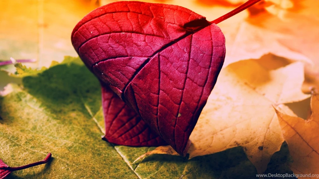 Red Leaf Desktop Wallpaper, Red Leaf Picture