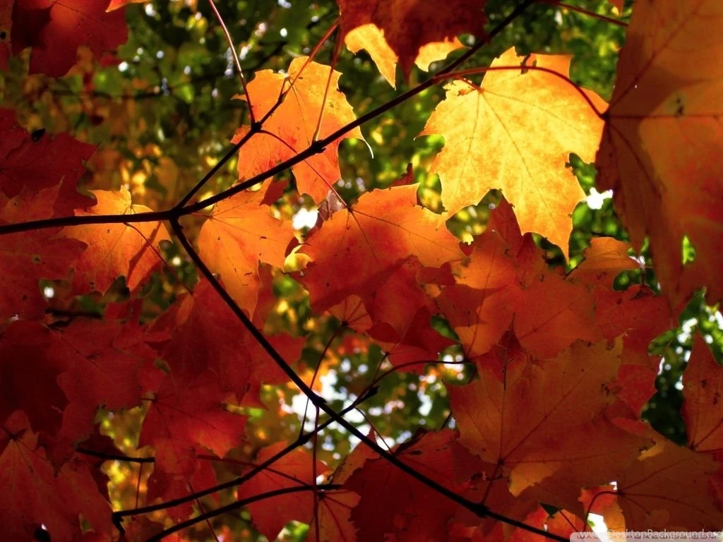 Rust Colored Leaves HD Desktop Wallpapers : High Definition : Mobile