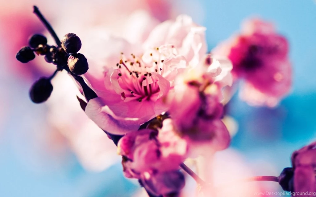 Beautiful Cherry Blossoms Mac Wallpapers Download