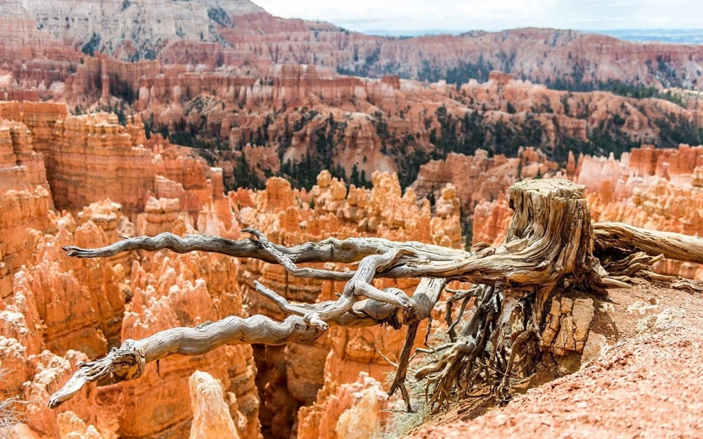 Bryce Canyon National Park Wallpapers