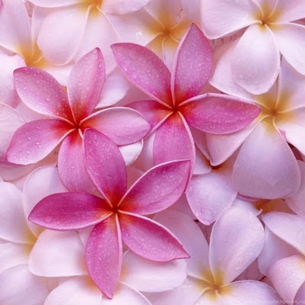Free Flowers Images HD Wallpapers Pretty